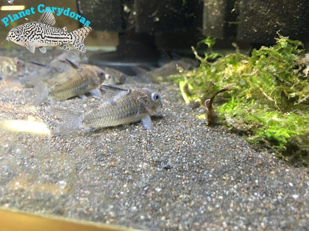 Corydoras Breei with bacterial infection (popeye)