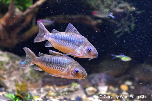 Corydoras geryi - Image 3