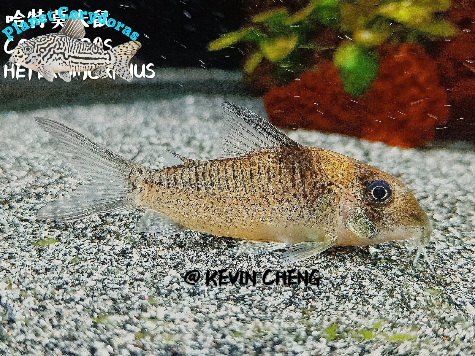 Corydoras heteromorphus