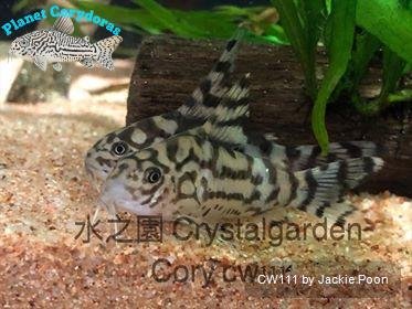 CW111 – Planet Corydoras