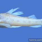 Aspidoras psammatides