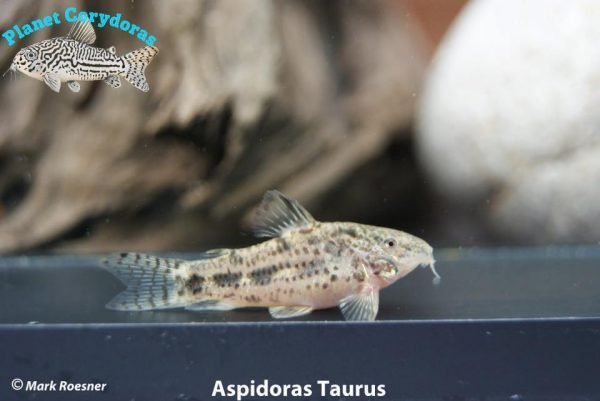 Aspidoras Taurus