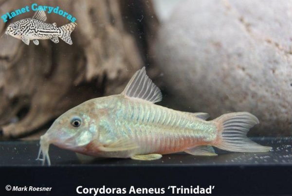 Corydoras aeneus - Image 4