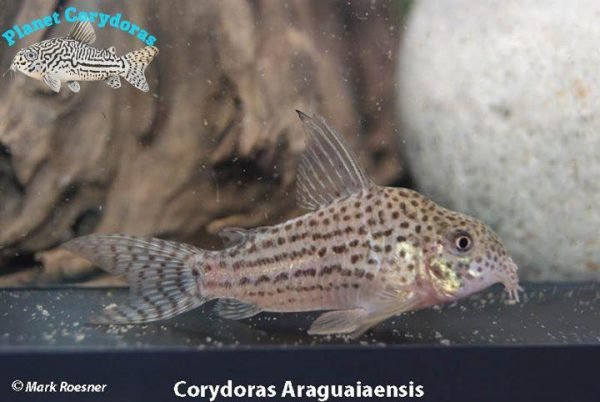 Corydoras araguaiaensis