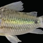 Corydoras brittoi