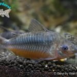 Corydoras geryi