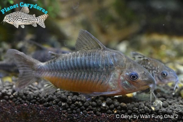 Corydoras geryi