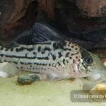 Corydoras incolicana