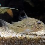 Corydoras julii
