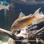 Corydoras pantanalensis