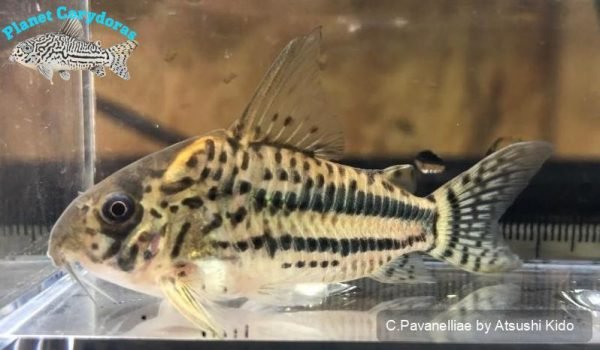 Corydoras pavanelliae