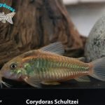 Corydoras schultzei