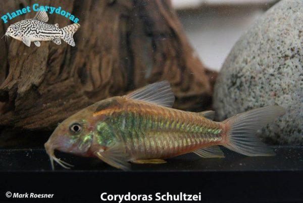 Corydoras schultzei