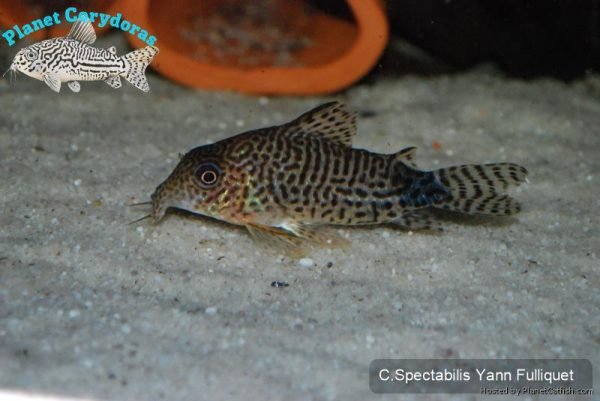 Corydoras spectabilis