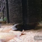 Corydoras sychri