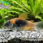 Corydoras venezuelanus