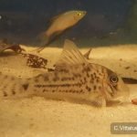Corydoras vittatus