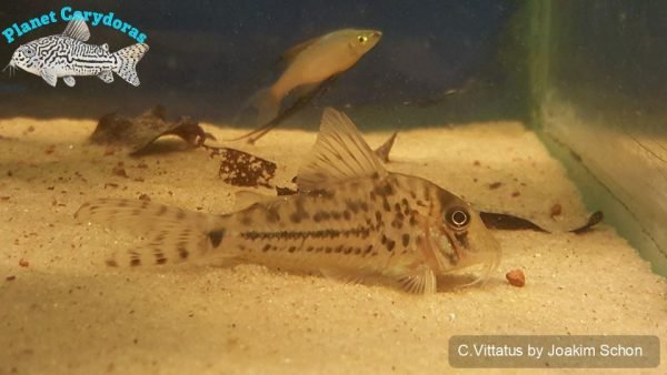 Corydoras vittatus