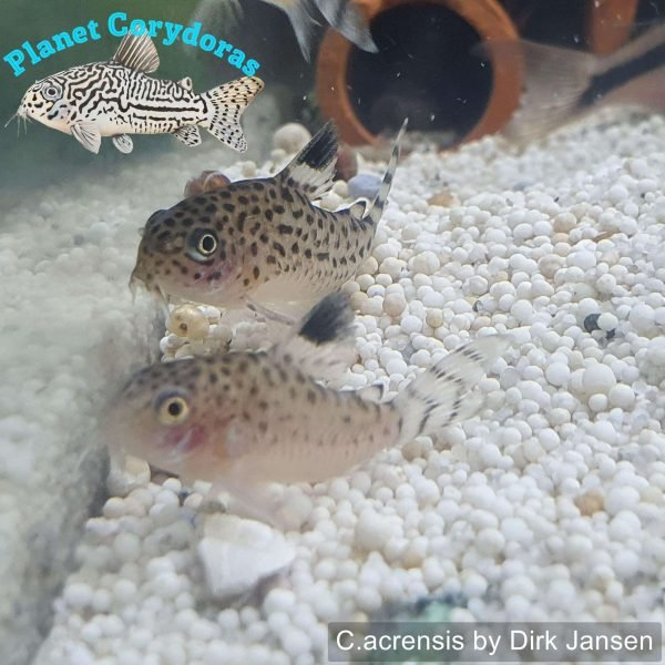 Corydoras acrensis