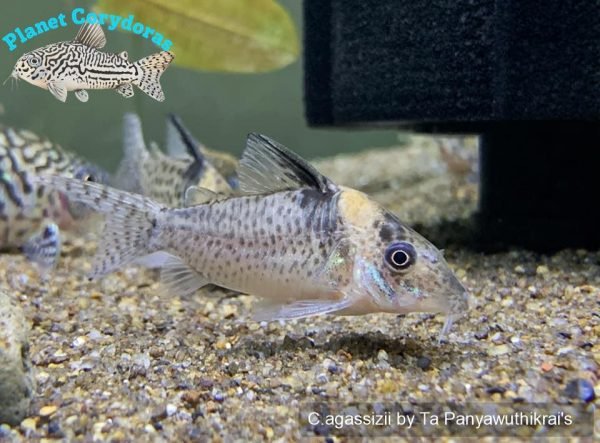 Corydoras agassizii