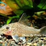 Corydoras albolineatus