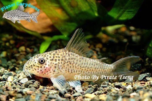 Corydoras albolineatus