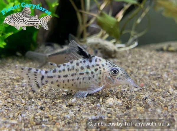 Corydoras ambiacus