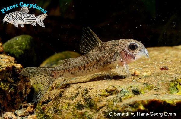 Corydoras benattii