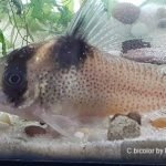 Corydoras bicolor