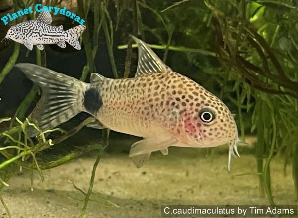 Corydoras caudimaculatus