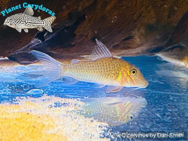 Corydoras cervinus