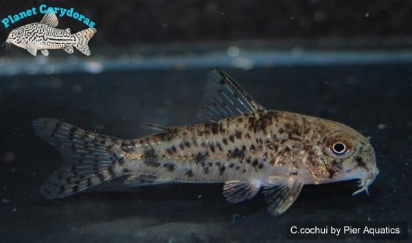 Corydoras cochui