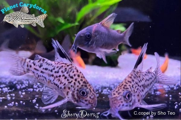 Corydoras copei