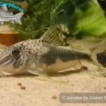 Corydoras coriatae