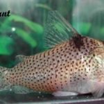 Corydoras crimmeni