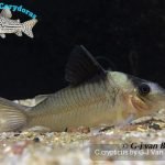 Corydoras crypticus