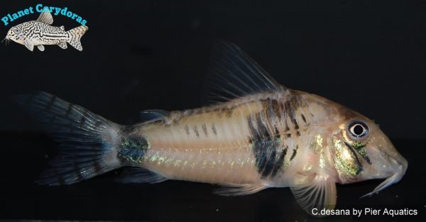 Corydoras desana