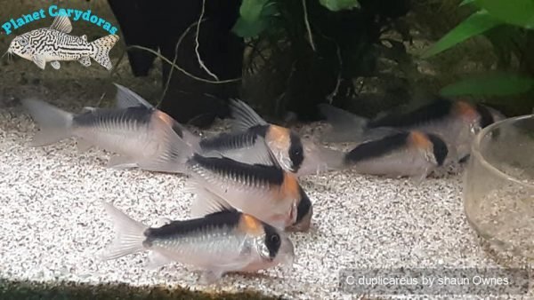 Corydoras duplicareus