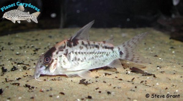 Corydoras evelynae