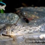 Corydoras flaveolus