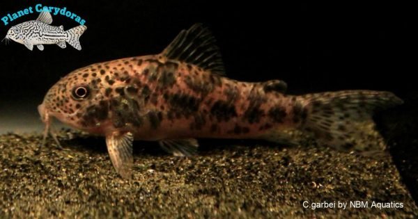 Corydoras garbei