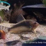 Corydoras gossei