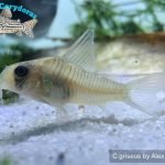 Corydoras griseus