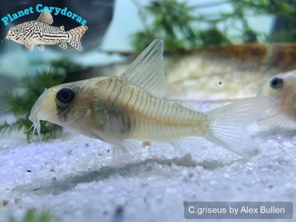 Corydoras griseus