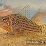 Corydoras haraldschultzi
