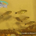 Corydoras hastatus