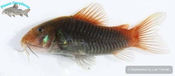 Corydoras hephaestus