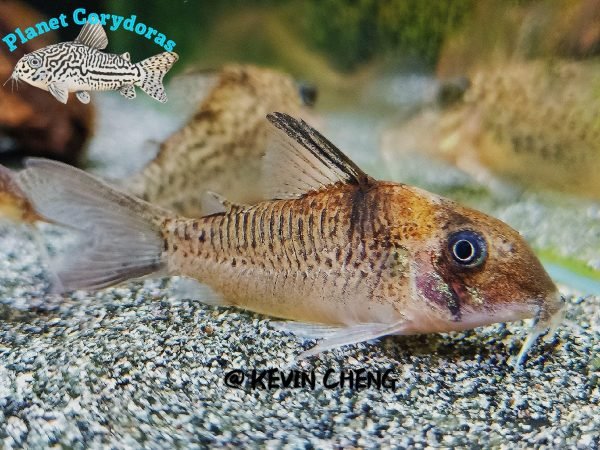 Corydoras heteromorphus - Image 2