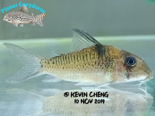 Corydoras heteromorphus - Image 4