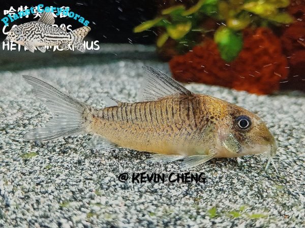 Corydoras heteromorphus - Image 3